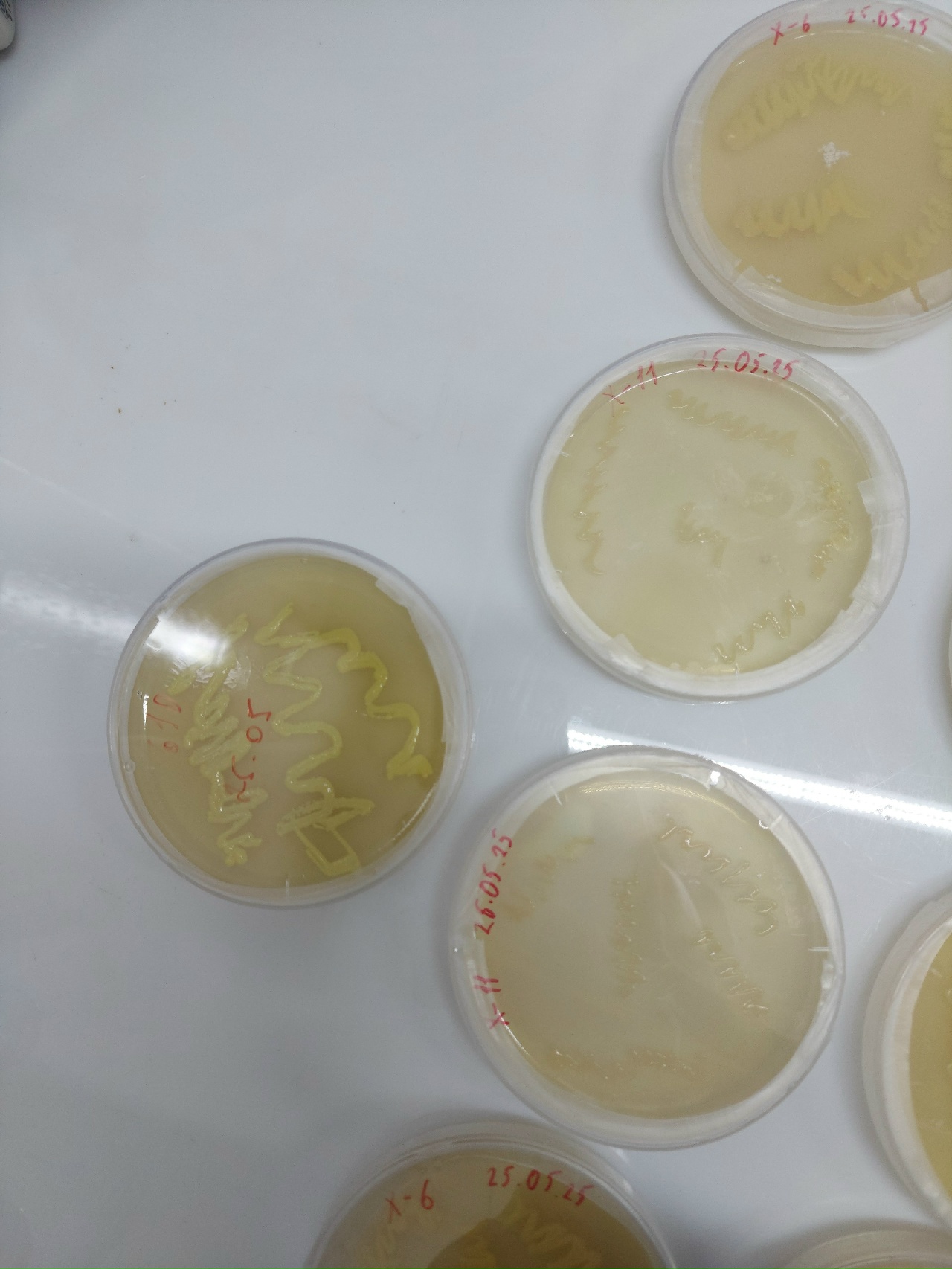 чашки петри с культурой бактерий Xanthomonas campestris