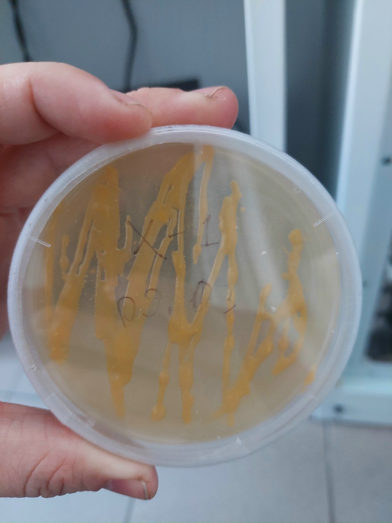 образец изолята Xanthomonas campestris